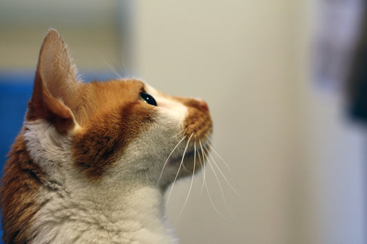 How Long Does a Cat Hold a Grudge Explained by Science