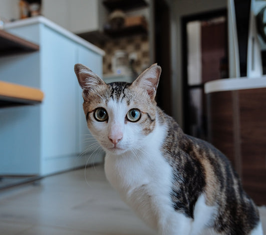 How to Tell If Cat Has Worms Using Scientific Clues
