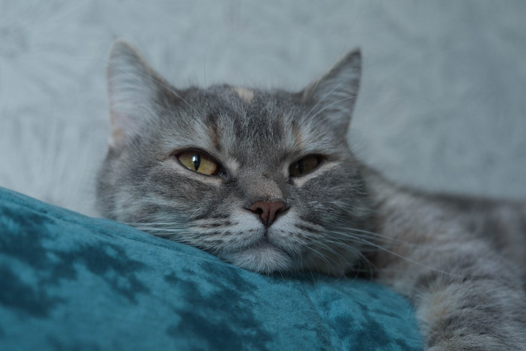 Can Cats Have Pineapple The Surprising Scientific Answer