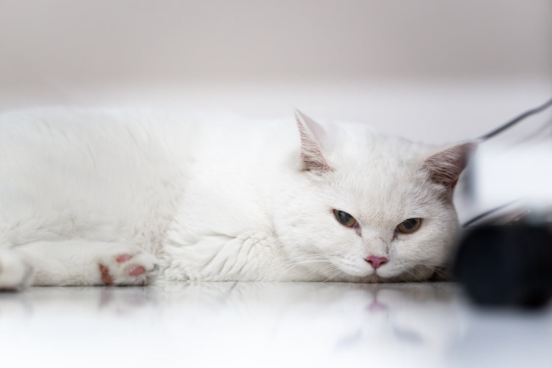How Big Do Maine Coon Cats Get Explained by Science