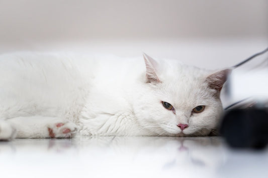 How Big Do Maine Coon Cats Get Explained by Science