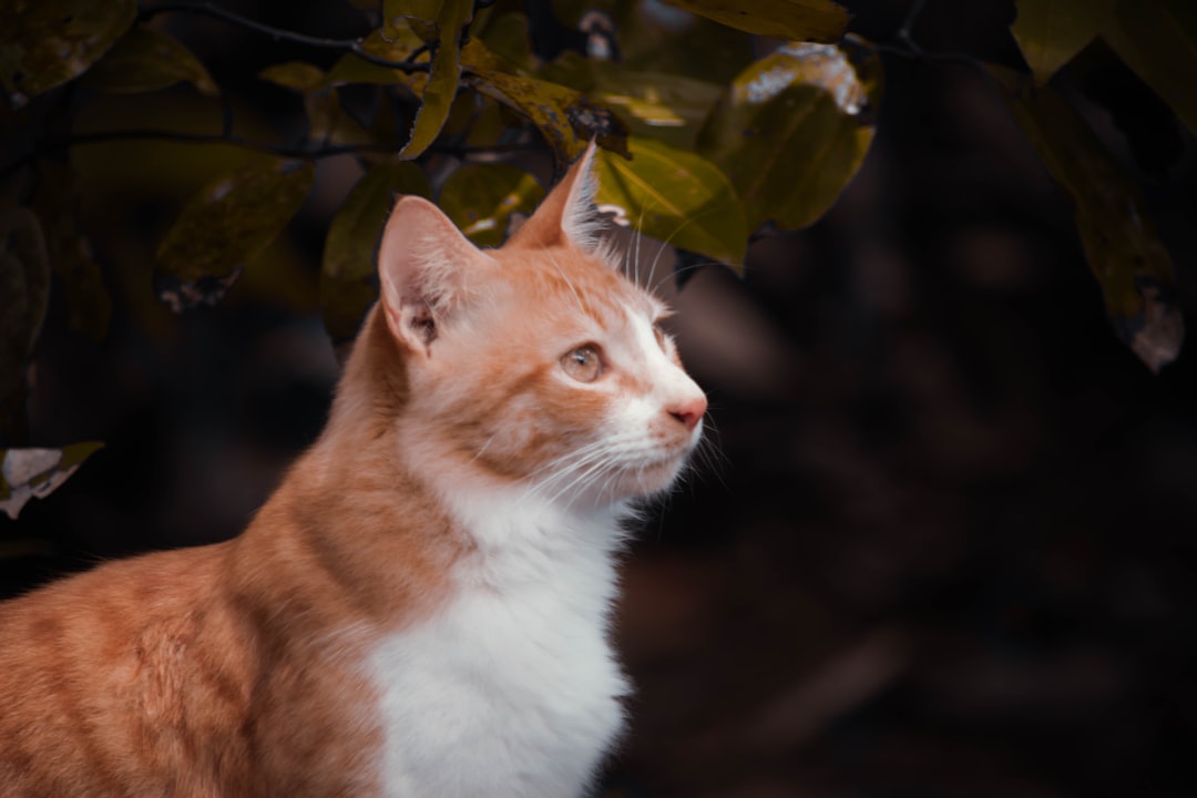 Kedi Dili Nedir Kediler Nasıl İletişim Kurar