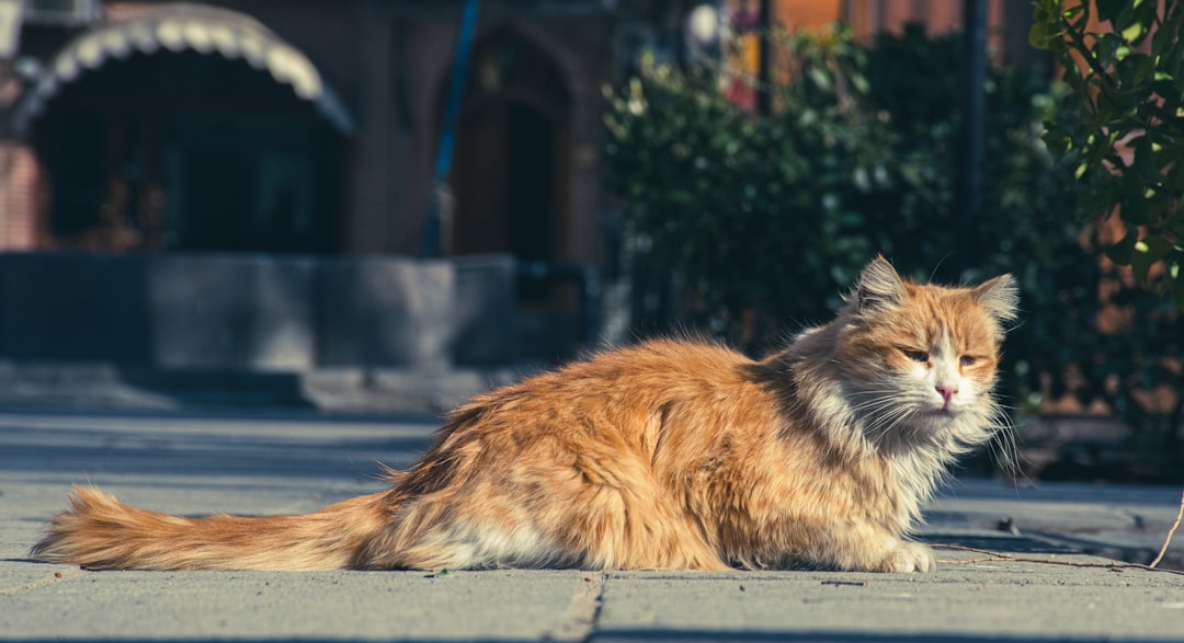 A origem científica do mito de o gato das botas