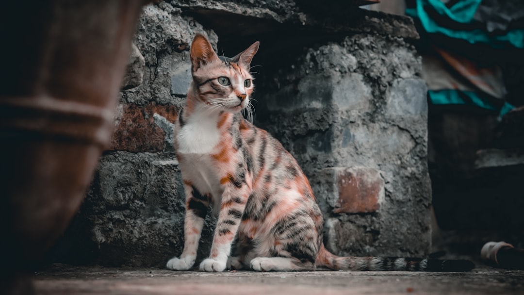 Enjoy Kedi Maması 15 Kg ile Kedinizin Sağlığını Destekleyin