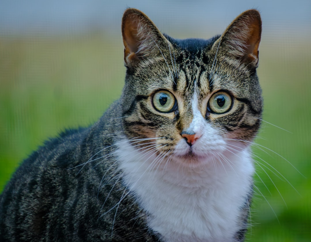 Vetenskapligt svar på hur länge man kan lämna en katt ensam