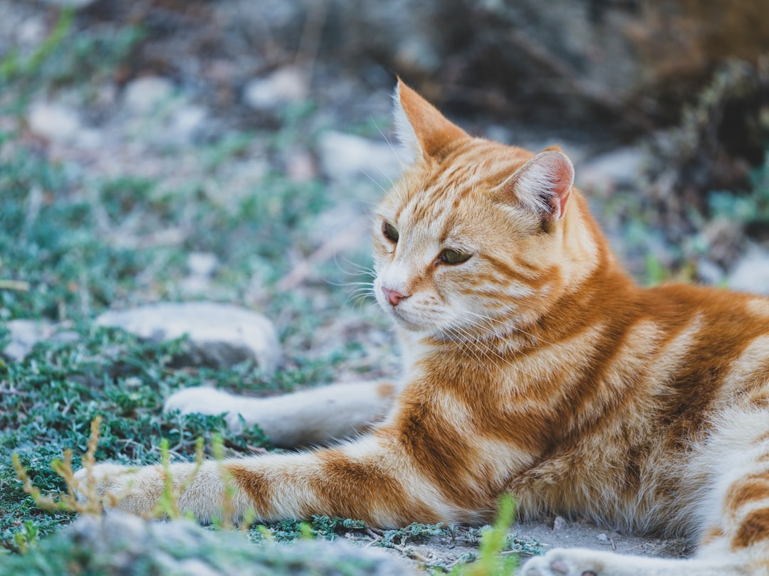 Hoelang is een kat zwanger Een wetenschappelijke uitleg