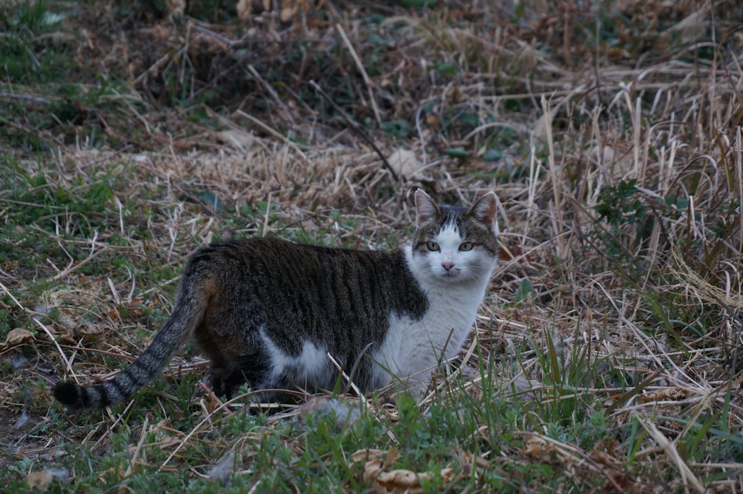Tieteellinen katsaus: miksi kissa lyö tassulla