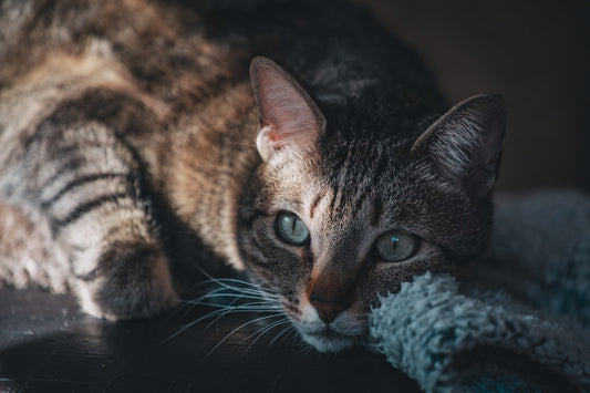 "Unraveling Why Cats Knead: The Biscuit-Making Mystery"