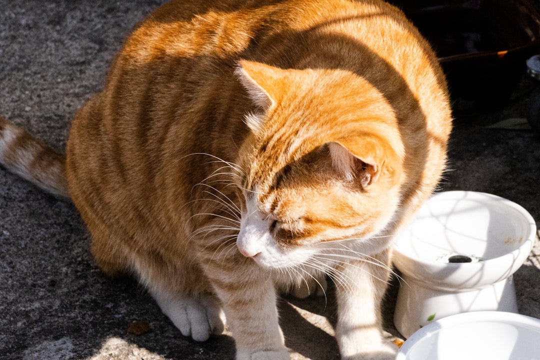 Can Cats Eat Shrimp Discover the Surprising Science