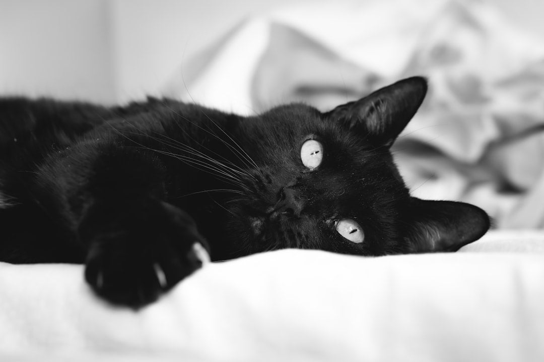 Hva kan katter ikke spise ifølge vitenskapen