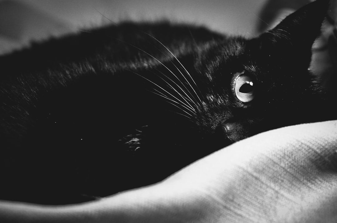 Is Eucalyptus Safe for Cats or a Hidden Danger?