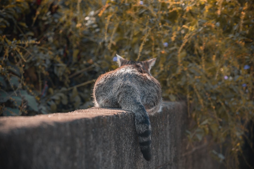 Tieteelliset merkit siitä mistä tietää onko kissa tiineenä