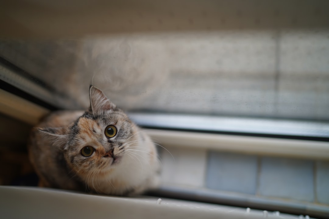 Scientific Reasons Why Are Dogs Better Than Cats Explained