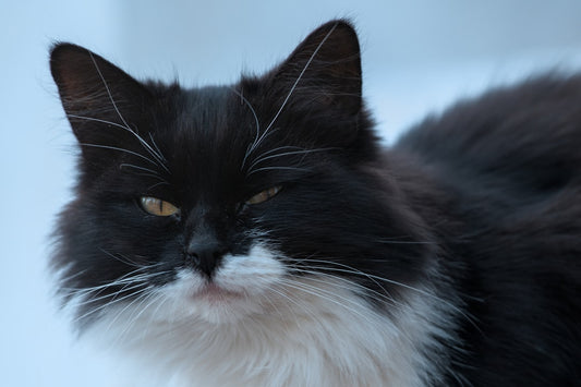 How Much Does It Cost to Neuter a Cat Explained Scientifically