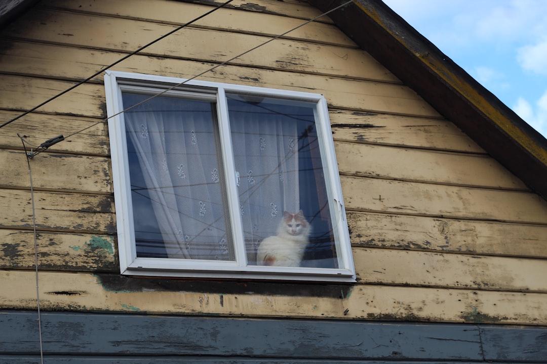 Why Does My Cat Keep Sneezing The Science Explained