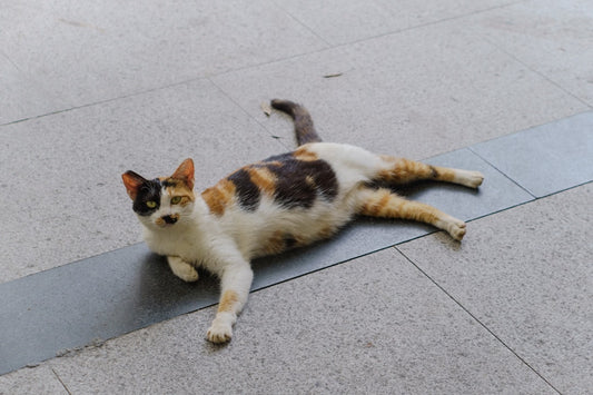 Can Cats Eat Lettuce Discover the Science Behind It