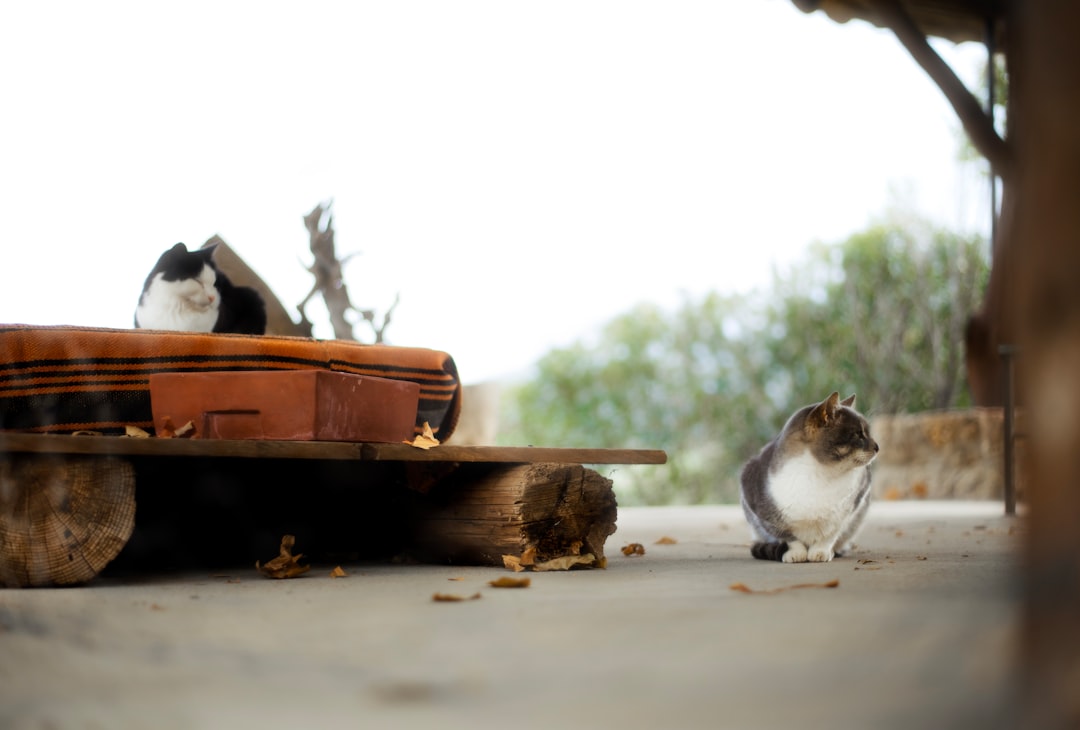 Kedi Kumu Kabı Seçerken Bilimsel Kriterler Nelerdir
