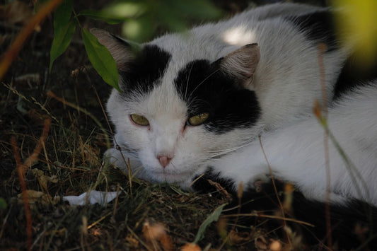 Can Cats Have Ham Discover the Science Behind Feline Diets