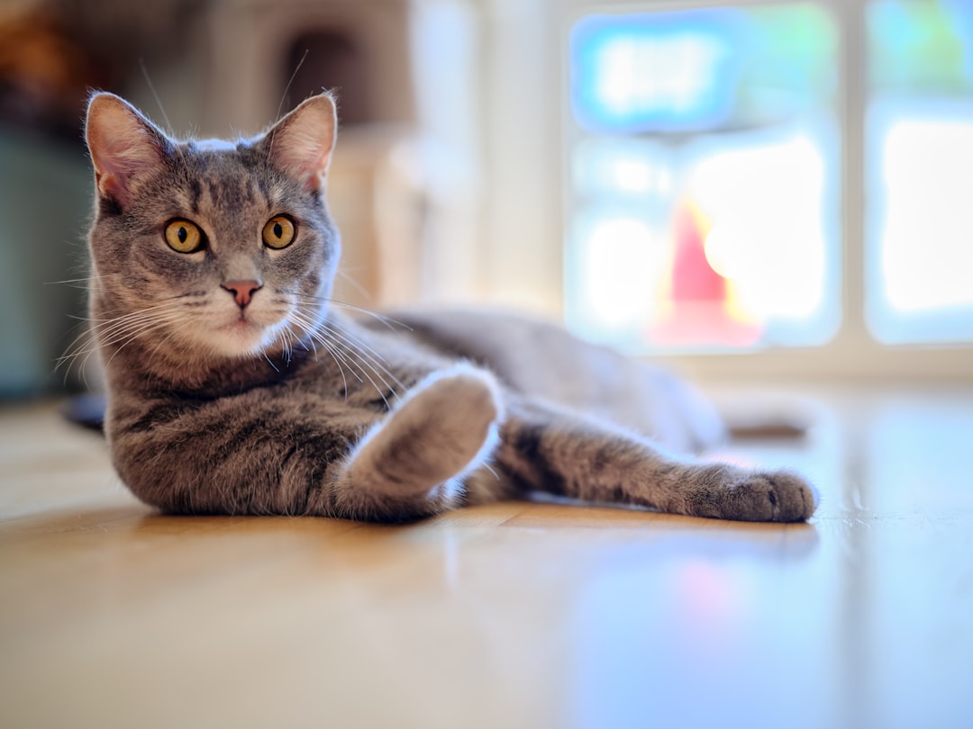 Can Cats Eat Cinnamon The Surprising Science Explained