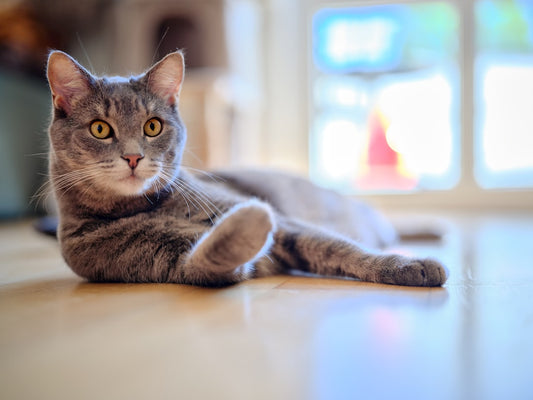 Can Cats Eat Cinnamon The Surprising Science Explained