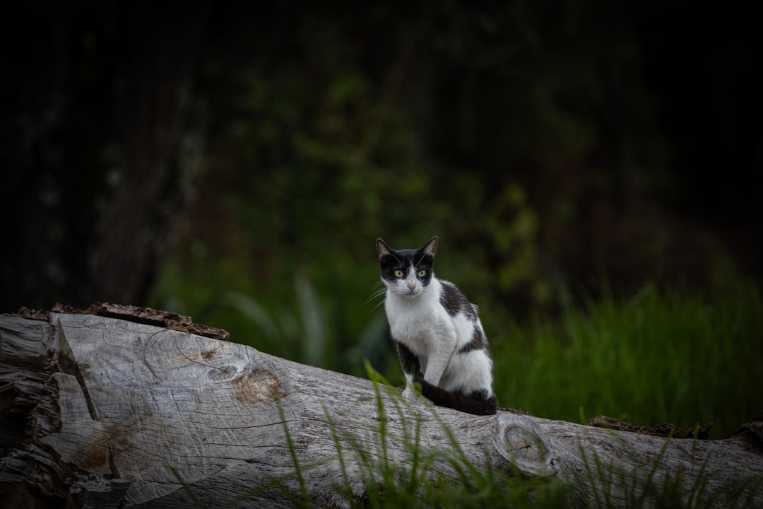 Hvad koster en kat En videnskabelig gennemgang af udgifter