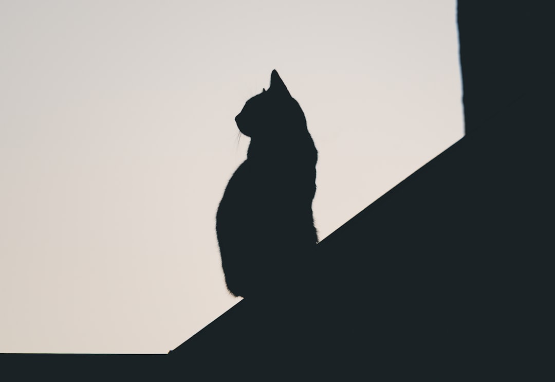Hvor mye våtfor skal en katt ha ifølge vitenskapen