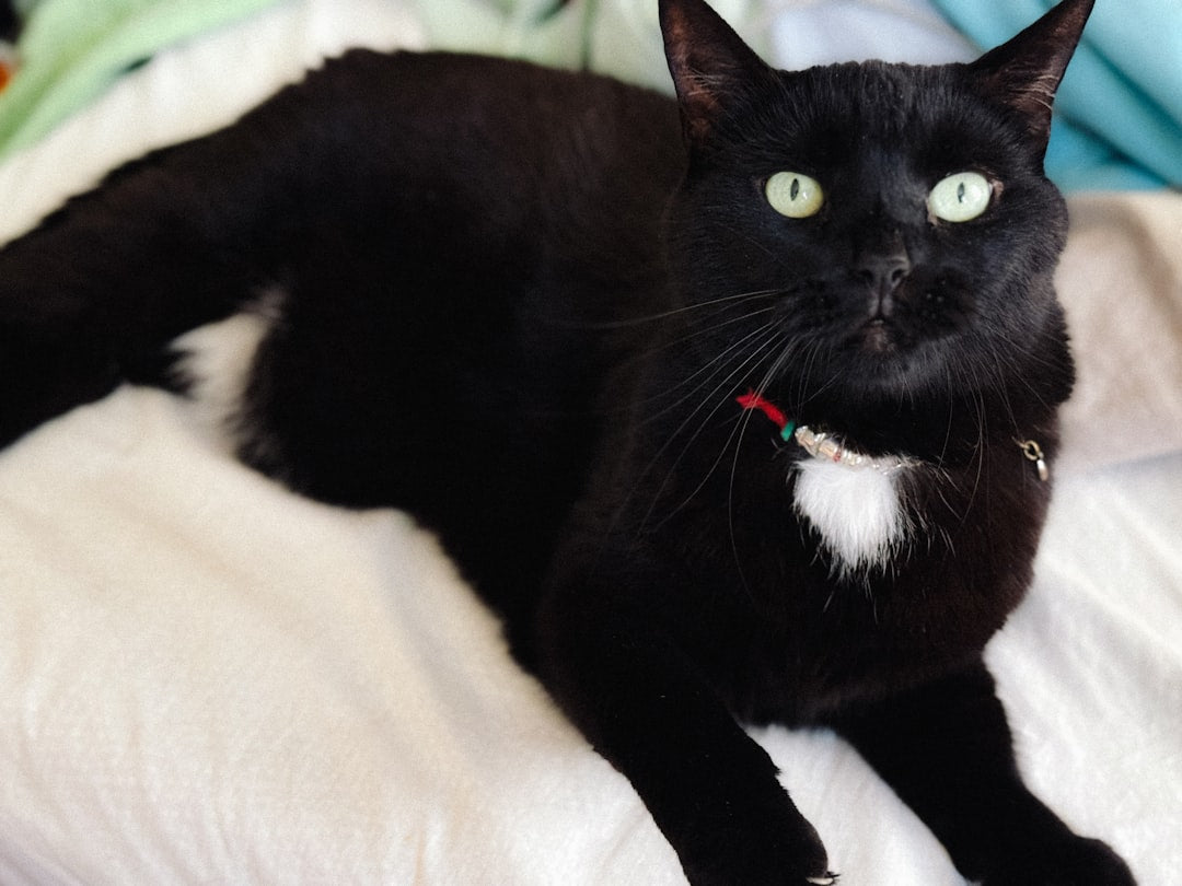 Waarom spinnen katten Een wetenschappelijke verklaring