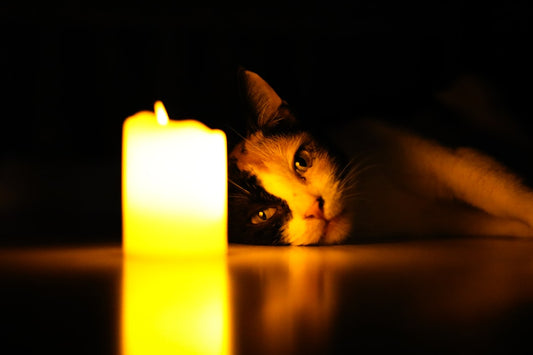 Chandelle éclairant un chat, illustrant la question : can cats eat cheese.