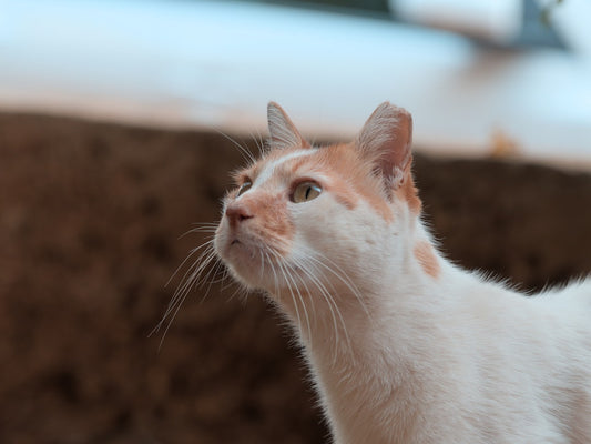 Can Cats Eat Peanuts The Surprising Truth Explained