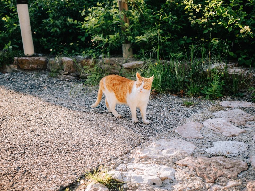 Kedi Dili Tatlısı Tarifi ve Bilimsel Lezzet Sırları
