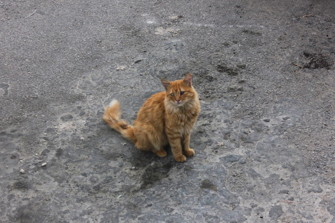 Waarom miauwt een kat De wetenschap achter kattentaal