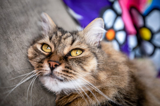 Why Does My 4 Month Old Cat Purr So Much Explained