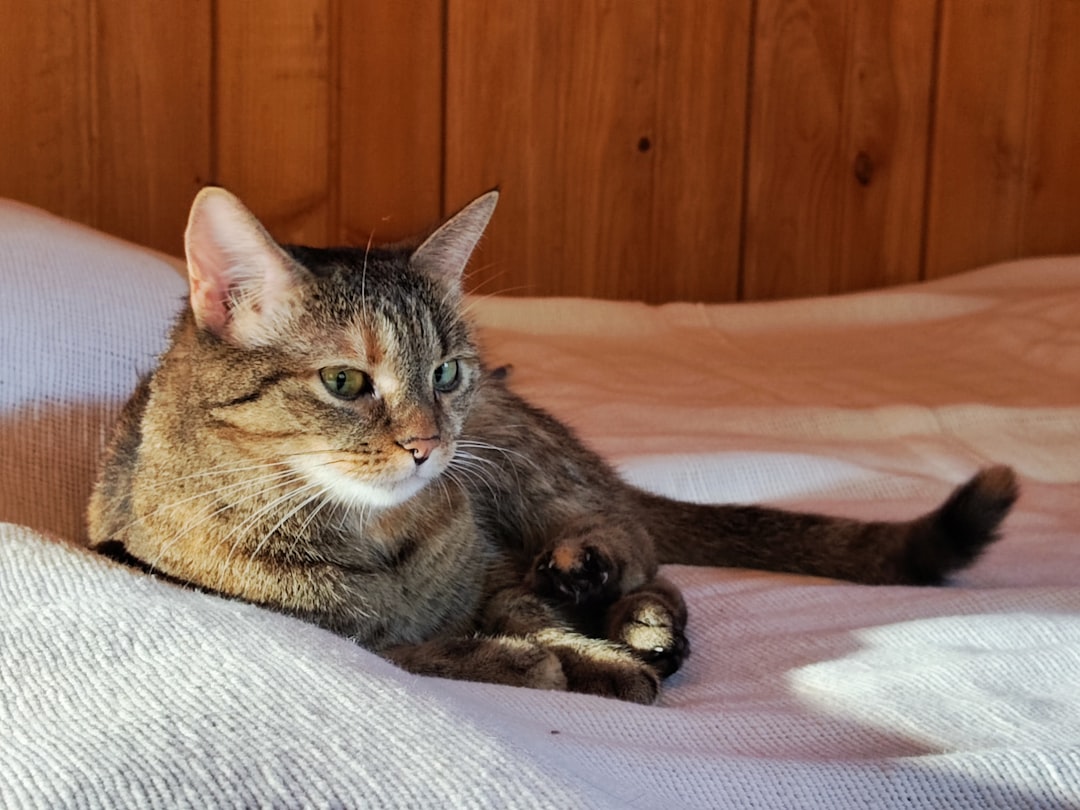 حقائق مذهلة عن قط حبشي أذكى سلالات القطط المنزلية