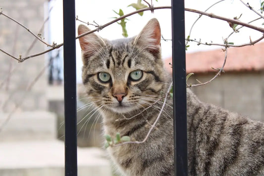 Chat tigré derrière des barreaux, explorant si le lavender est sûr pour les chats.