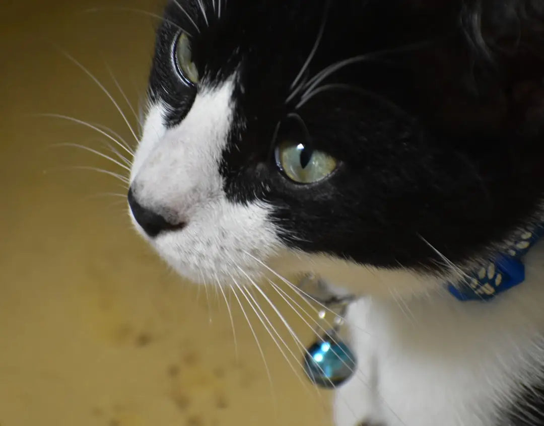 Chat noir et blanc avec un collier bleu et une cloche, souvent associé aux rêves de pisicile.