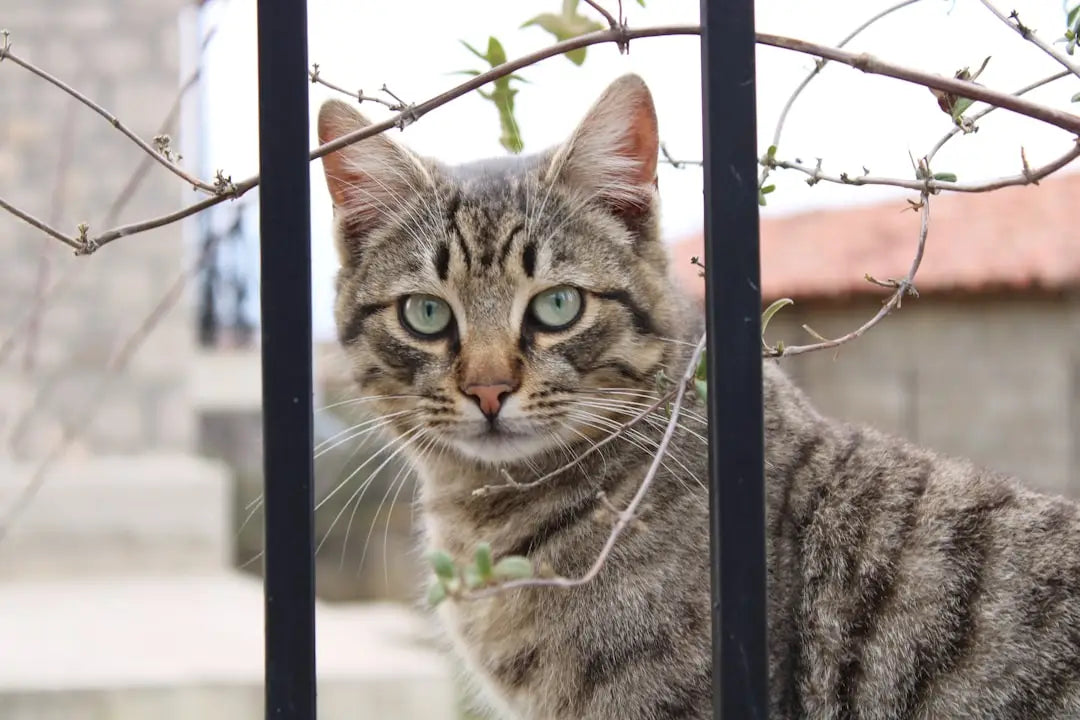 Chat tigré derrière des barreaux, symbolisant ce que signifient les rêves de chats.