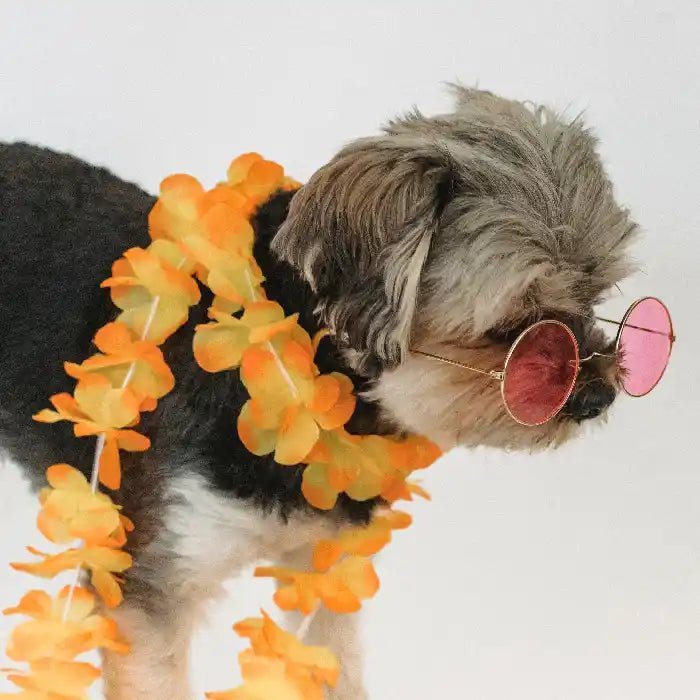 For dogs