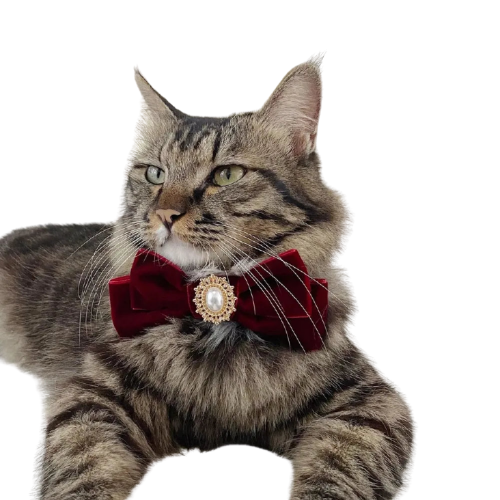  Transparent Background