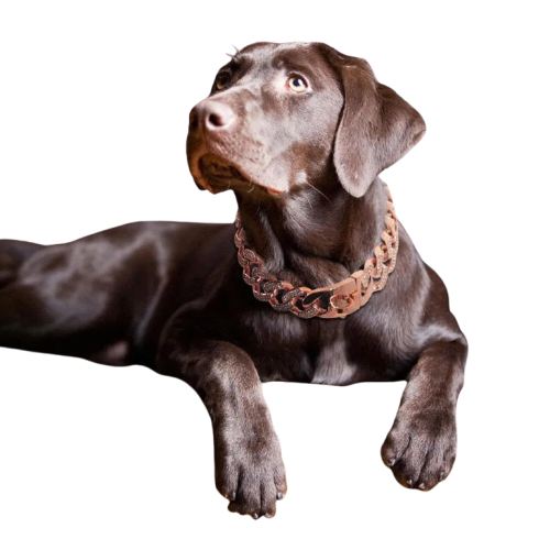  Transparent Background