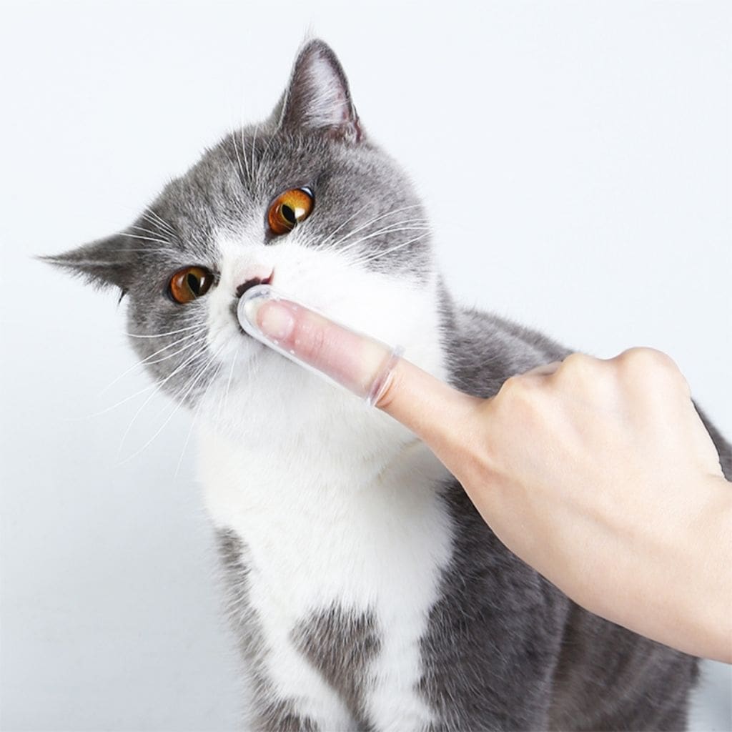 Lot de brosse à dents pour chat