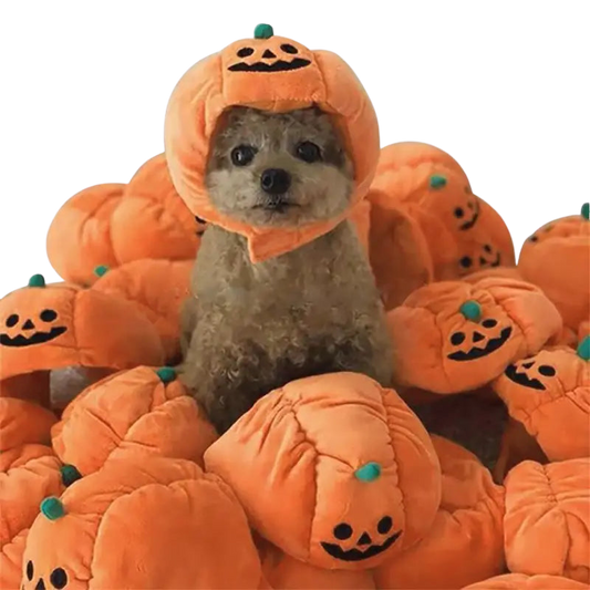 Chapeau pour Chien Citrouille Fêtarde Transparent Background