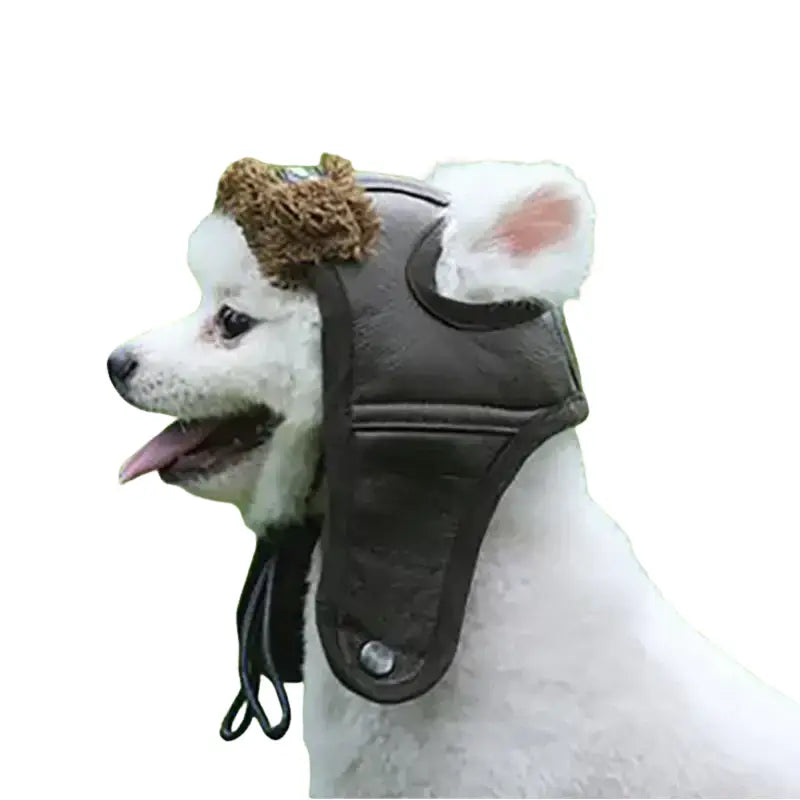 Chien portant un élégant chapeau de luxe pour chien touche pour les jours ensoleillés Transparent Background