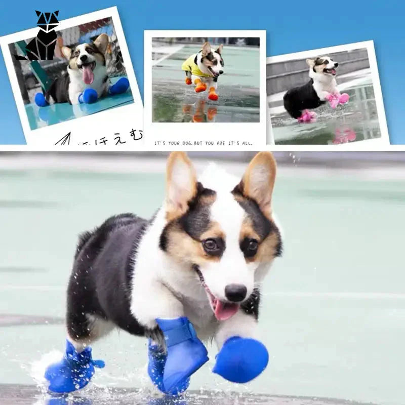 Chaussures imperméables pour chien - Protection optimale : Chien courant dans l’eau avec une balle