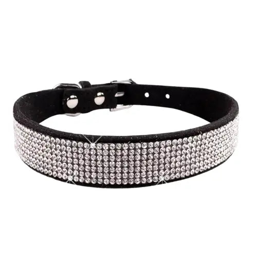 Collier pour Chihuahua Transparent Background