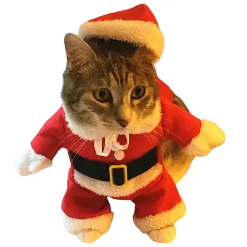 Chat mignon en costume de Père Noël - Costume de Noël pour chat festif Transparent Background