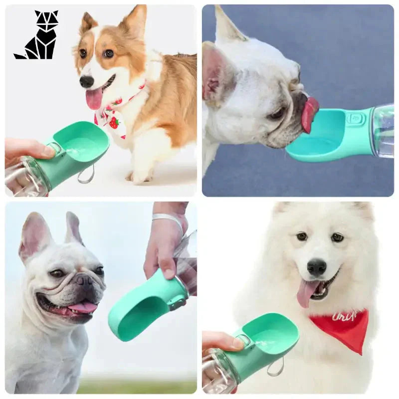 Collage de photos d’un animal soigné par une personne avec Gourde d’hydratation pour chien