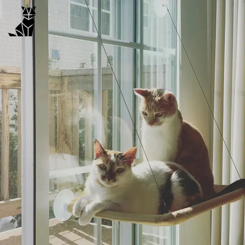 Deux chats sur une fenêtre à Hamacat : coin douillet pour chats, coin douillet pour vos animaux