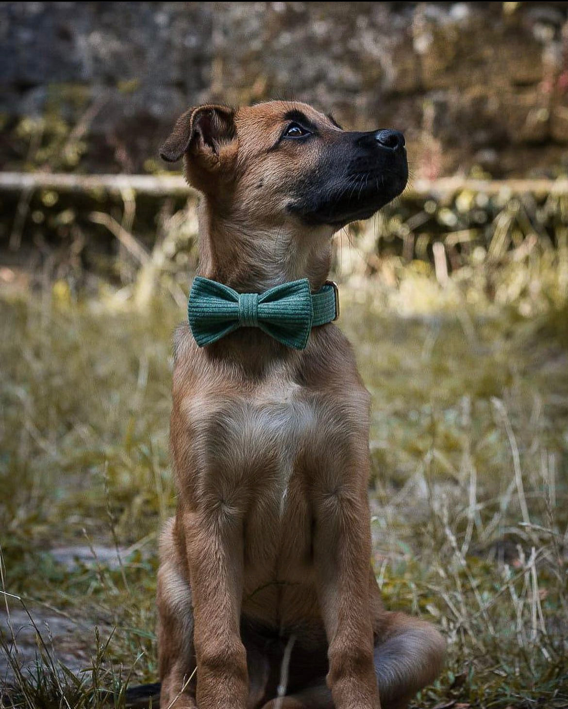 Harnais Chien Personnalisé Velours Côtelé Vert