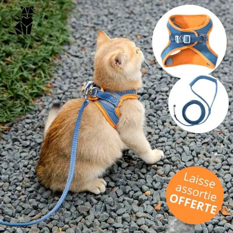 Harnesscat™ + Laisse Offerte: Sécurité Et Style Pour Votre Félin - Orange Et Bleu / s (chaton)