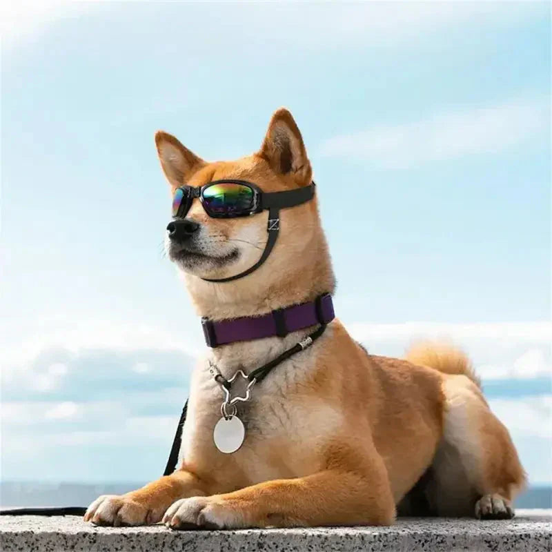 Chien portant des lunettes de soleil et un collier violet, parfait pour les promenades ensoleillées